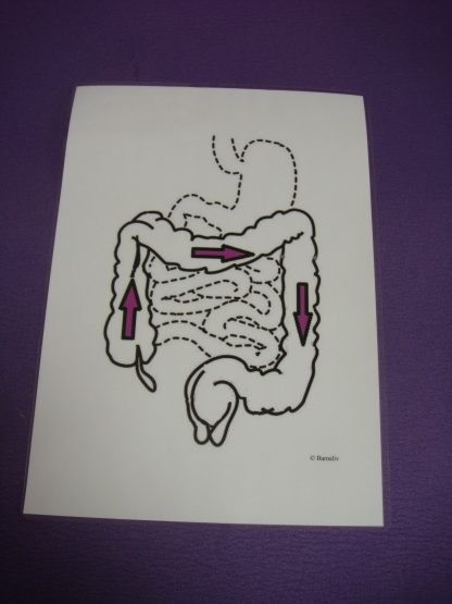 Illustration Grovtarmen